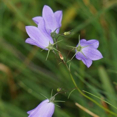 kellokkukka spreading bellflower lilac flower