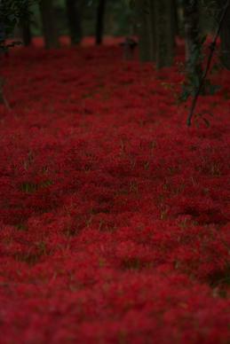 kinchakuda where tons of red spider lily exist