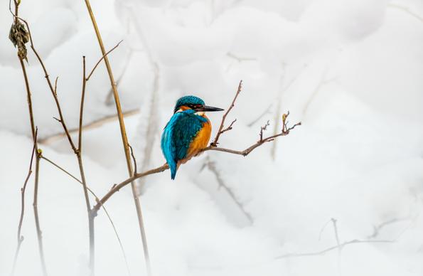 kingfisher bird perching picture snowy scene 