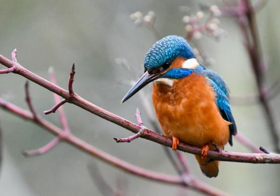 kingfisher bird picture cute closeup realistic