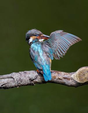 kingfisher bird picture perching branch 