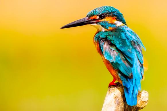 kingfisher perching scene backdrop picture elegant closeup 