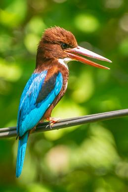 kingfisher perching scene picture elegant closeup