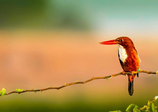 kingfisher perching scene picture elegant realistic
