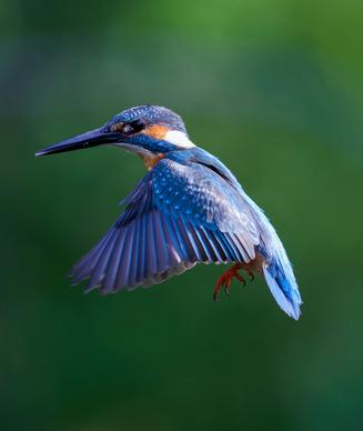 kingfisher picture backdrop dynamic closeup elegance