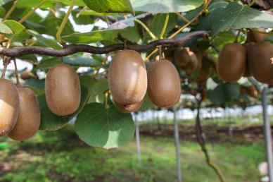 kiwi garden scene picture elgant realistic