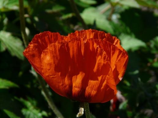 klatschmohn poppy flower