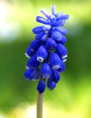 kleine traubenhyanzinthe muscari botryoides blue