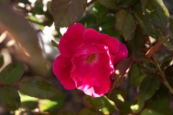 knockout roses just started blooming first blooms of the year