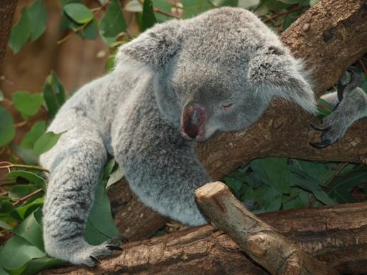 koala bear australia teddy