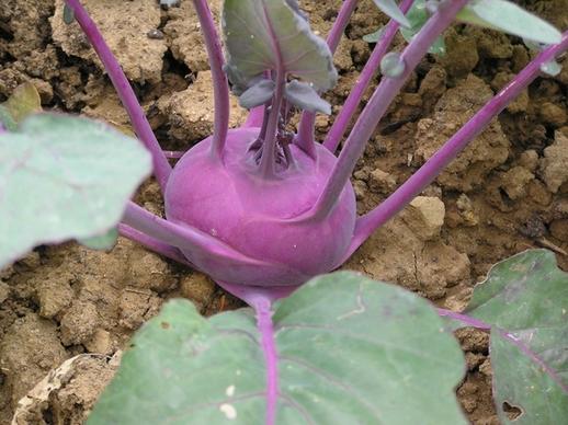 kohlrabi vegetables violet