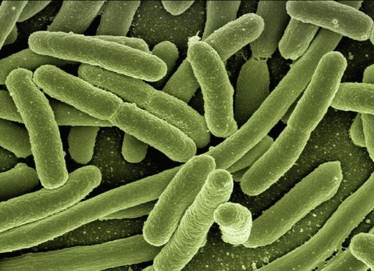 koli bacteria escherichia coli bacteria