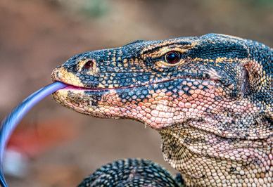 komodo dragon dynamic closeup face