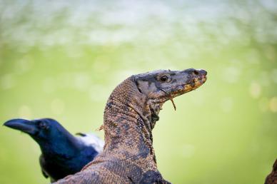 komodo dragon elegant closeup bokeh