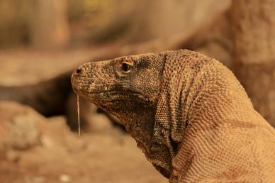 komodo dragon face closeup