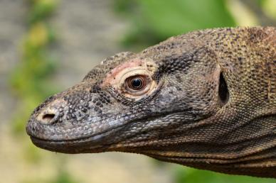 komodo dragon face picture realistic closeup