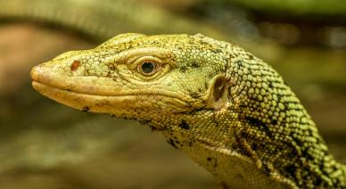 komodo dragon picture elegant closeup