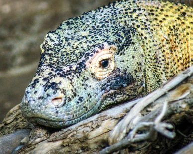 komodo dragon picture face closeup