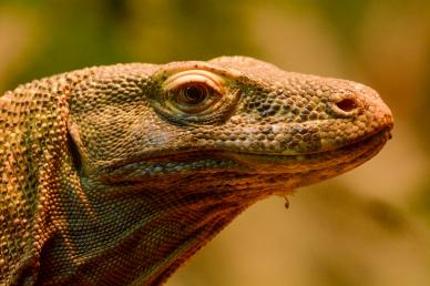 komodo dragon picture face closeup