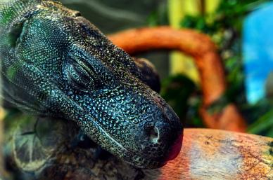 komodo dragon picture realistic closeup