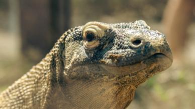 komodo dragon picture realistic face closeup 