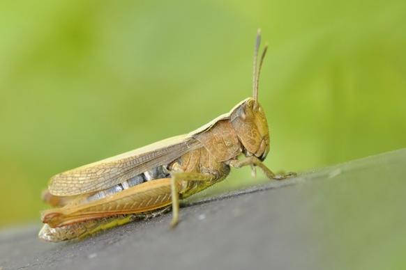 konik grasshopper insect