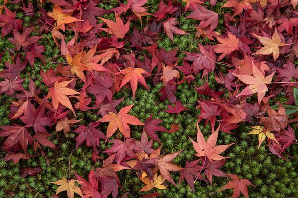 konpukuji kyoto autumn leaves 