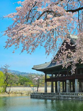 korea scenery picture cherry blossom oriental architecture