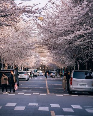 korea scenery picture cherry blossom road 