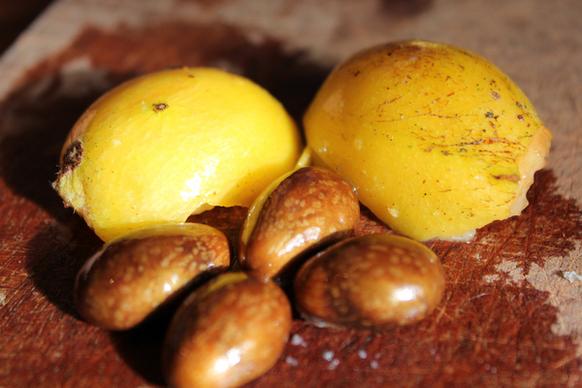 kumquats and their seeds