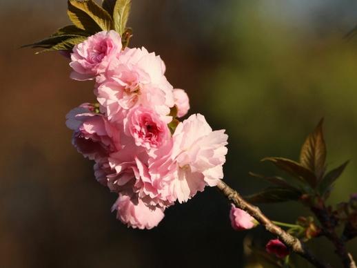 kwanzan cherry blossoms pink flowers flowering tree