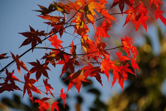 kyoto autumn leaves japan