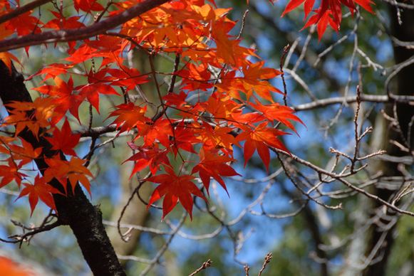 kyoto autumn leaves japan
