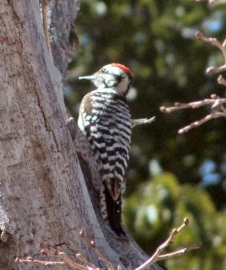 ladderback woodpecker