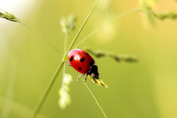ladybug backdrop bright closeup 
