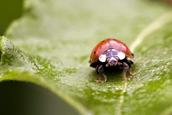 ladybug backdrop picture closeup leaf