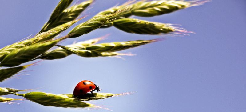 ladybug backdrop template wheat branch closeup 