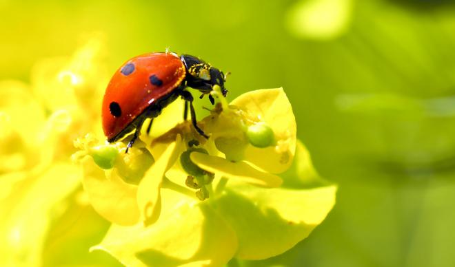 ladybug botany picture elegant closeup