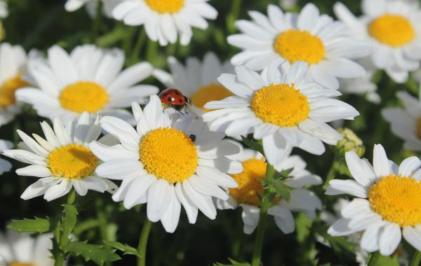ladybug daisies