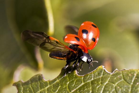 ladybug nature backdrop flying insect leaf closeup