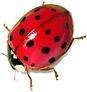 ladybug picture