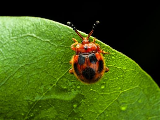 ladybug picture backdrop wet leaf closeup