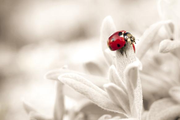 ladybug picture bright white red closeup