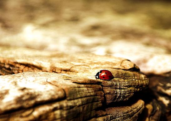 ladybug scene picture closeup blurred