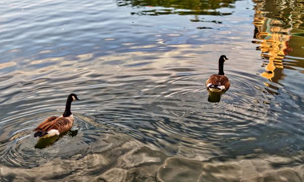 lake thoreau ducks