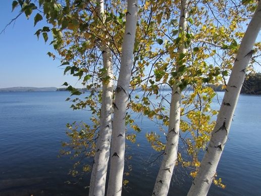 lake water trees leaves summer