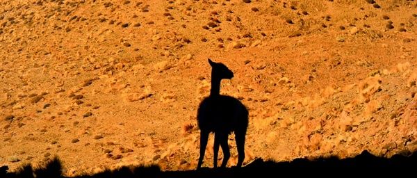 lama andes desert
