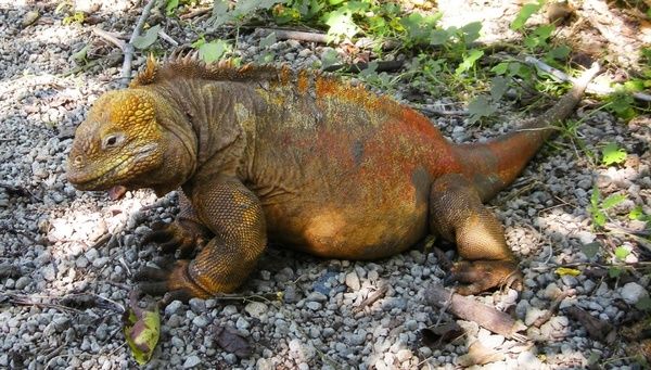 land iguana galapagos
