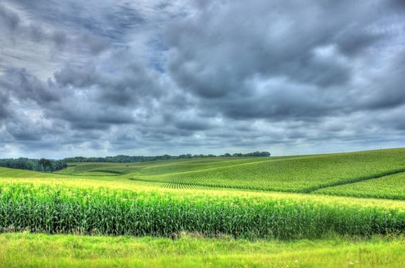 landscape of cornfields in minnesota