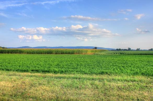 landscape of the cornfields in southern wisconsin